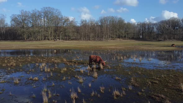 Auroch standing in lake Wasmeer in Hilversum and Laren, the Netherlands