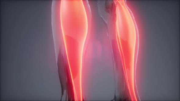 Gastrocnemius- Visible Muscle Anatomy Map