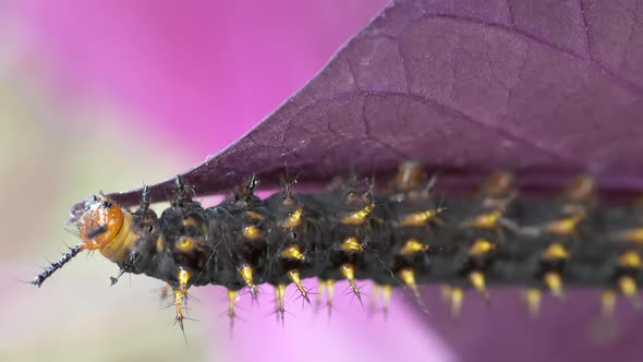 Macro shot of wild Caterpillar eating purple leaf in wilderness during sunlight - 4K slow motion det