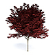 Red Japanese Maple - 3DOcean Item for Sale