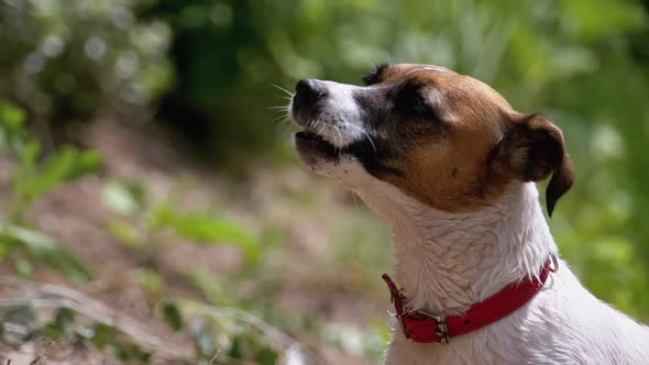 Domestic Dog in the Collar Barks. Slow Motion