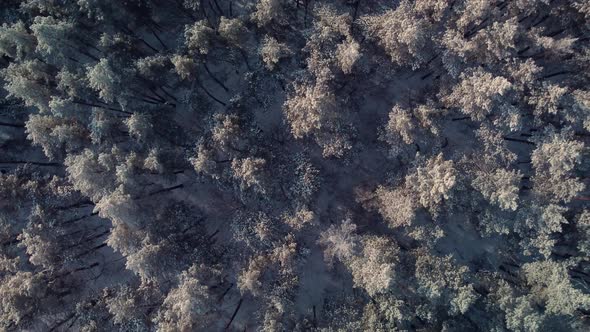 Dream-like footage of forest covered in frost