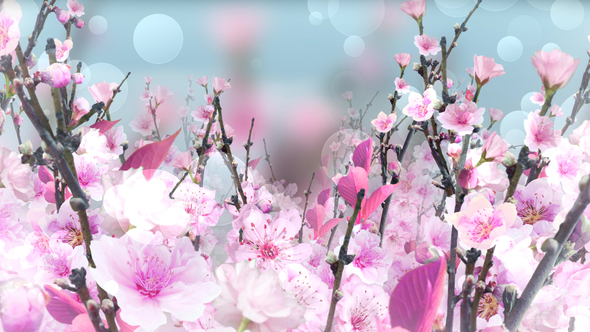 Spring Blossom Pink