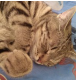 Cat Purring