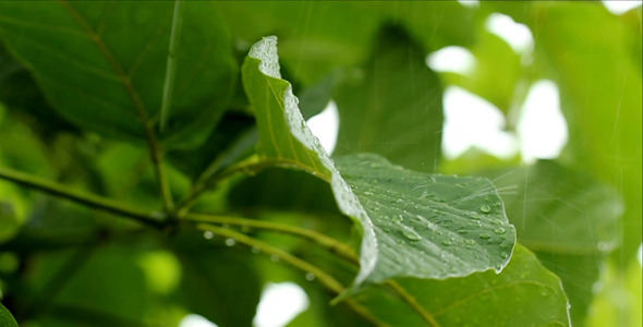 Raindrops On Leaves In Slow Motion alt