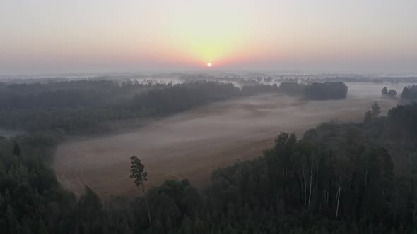 Aerial View of Forest