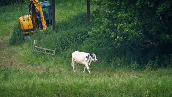 Cow Walks Past In Field With Farm Machine