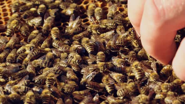 Beekeeper is Working with Bees and Beehives on the Apiary