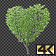 Tree Growing in a shape of Heart - VideoHive Item for Sale