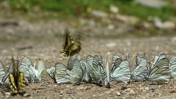 Close-up Slow Motion A Group of Butterflies with Cyan Wings That Absorb Nutrients and Crawl on the