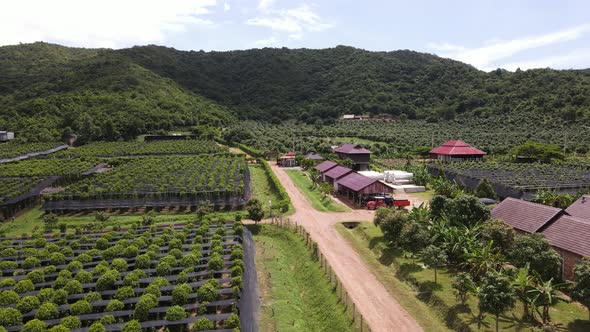 Aerial view of Kampot pepper plantation, Phnom Voar mountain, Cambodia.