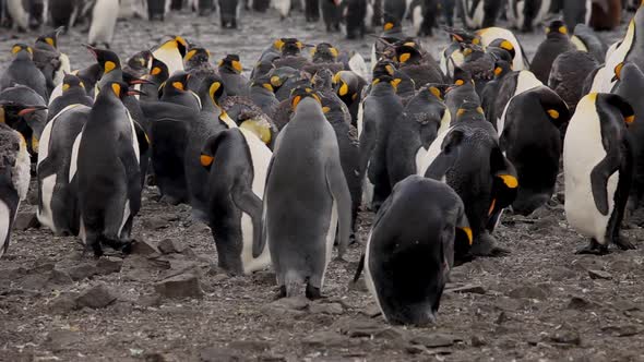 King Penguins On South Georgia Island