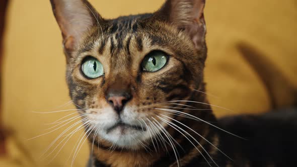 Muzzle of Bengal Cat Lying on Sofa in Living Room