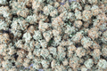 Cannabis Buds Texture - PhotoDune Item for Sale