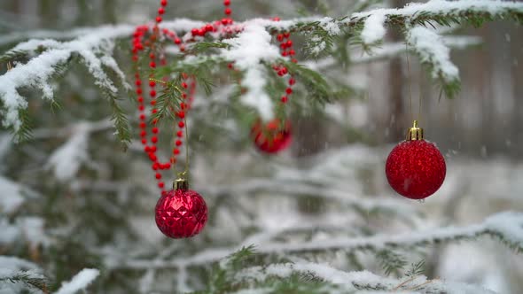 Closeup of a Red Christmas Ball Hang on a Natural New Year Tree