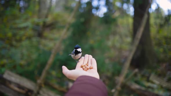 POV shot of willow tit bird flying away from hand with nuts, slomo