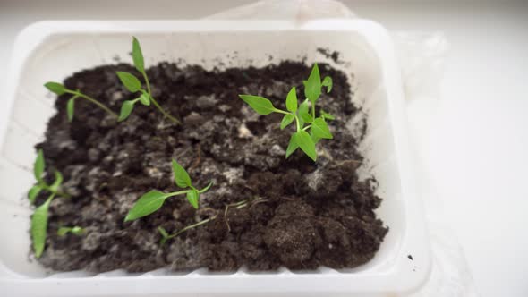Seedling Red Pepper in a Container Preparing for Spring Planting Growing Green Sprouts for the
