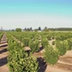 Aerial of Apple Orchard Early Morning Aerial 0412 - VideoHive Item for Sale