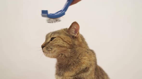 Man Combing a Muzzle of Red Cat