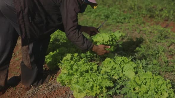 Farmer uses a small knife to harvest green leaf lettuce bundle from a crop field. Slow motion, mediu