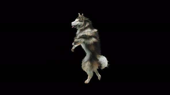 Dog Dance 4K