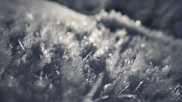 Snow Crystals in Backlight