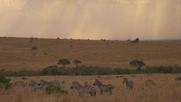 Plains zebras in Masai Mara