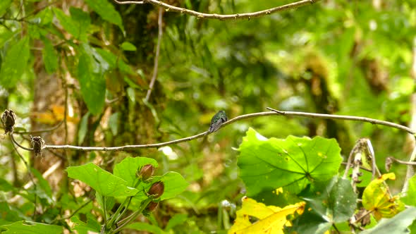 Rufous Tailed Hummingbird perched on a bare branch itching itself in the middle of a Costa Rica fore