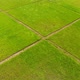 Aerial view of a rice fields - VideoHive Item for Sale