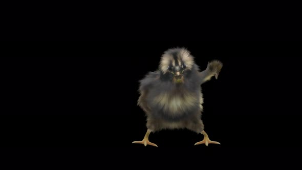 28 Baby Chicks Dancing 4K