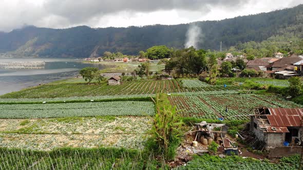 Fields in the Kintamani Village in Bali, Indonesia