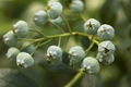 Developing Blueberries - PhotoDune Item for Sale