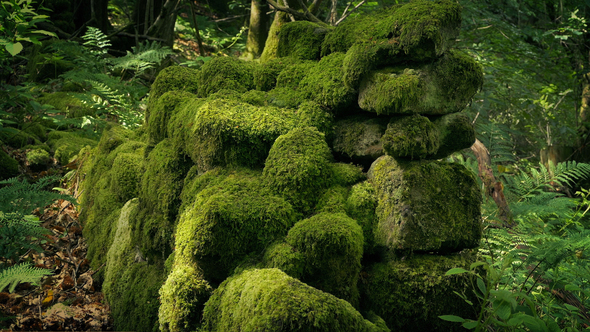 Pan Across Ancient Mossy Stone Wall In The Woods