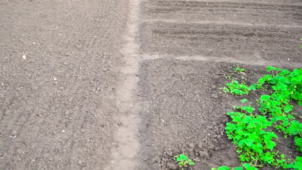 Movement Along the Path Among the Empty Garden Beds in Spring