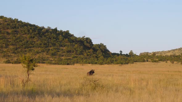A buffalo in Pilanesberg National Park in South Africa