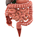 3D model Digestive System - 3DOcean Item for Sale