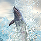 Dolphin In The Sea - VideoHive Item for Sale