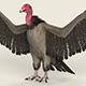 Low Poly Realistic Vulture - 3DOcean Item for Sale