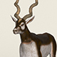 Low Poly Realistic Antelope - 3DOcean Item for Sale