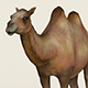 Low poly Realistic Camel - 3DOcean Item for Sale