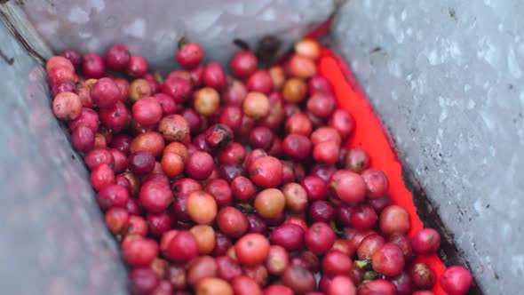 Robusta Coffee Cherries Being Hulled in a Coffee Peeler Machine.