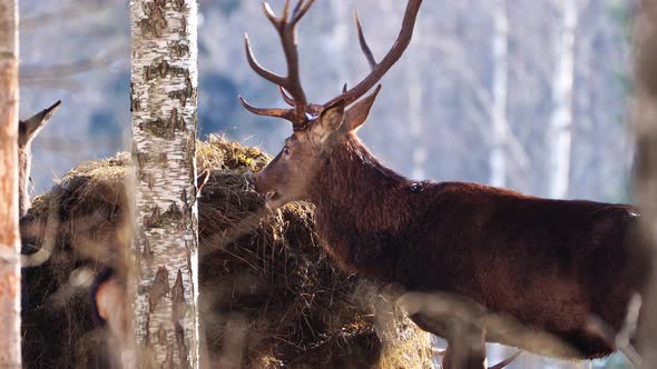 Red Deer in Winter Forest