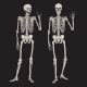 Human Skeletons Posing Isolated - GraphicRiver Item for Sale