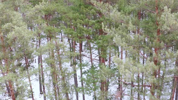 Crane Boom Shot of Pine Tree Trunks in Spring Forest  Moving Down