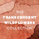 The Transcendent Wildflowers Collection of Digital Graphics - GraphicRiver Item for Sale