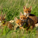 Red fox, vulpes vulpes, small young cubs near den playing