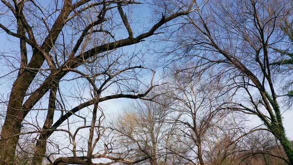 Bare tree branches in winter against blue sky - establishing shot of forest canopy