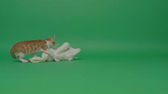 kitty and rabbit doll on the green screen