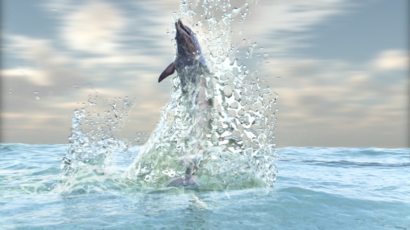 Dolphin In The Sea