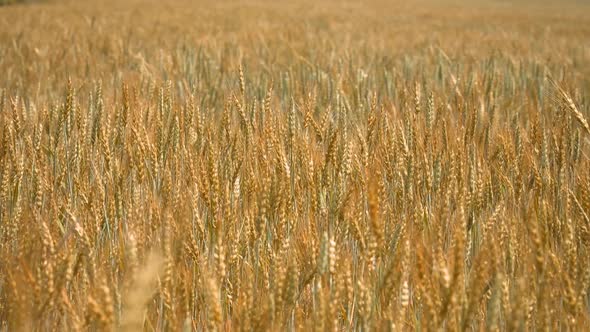 Yellow Wheat On Field